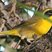 Belding's Yellowthroat
